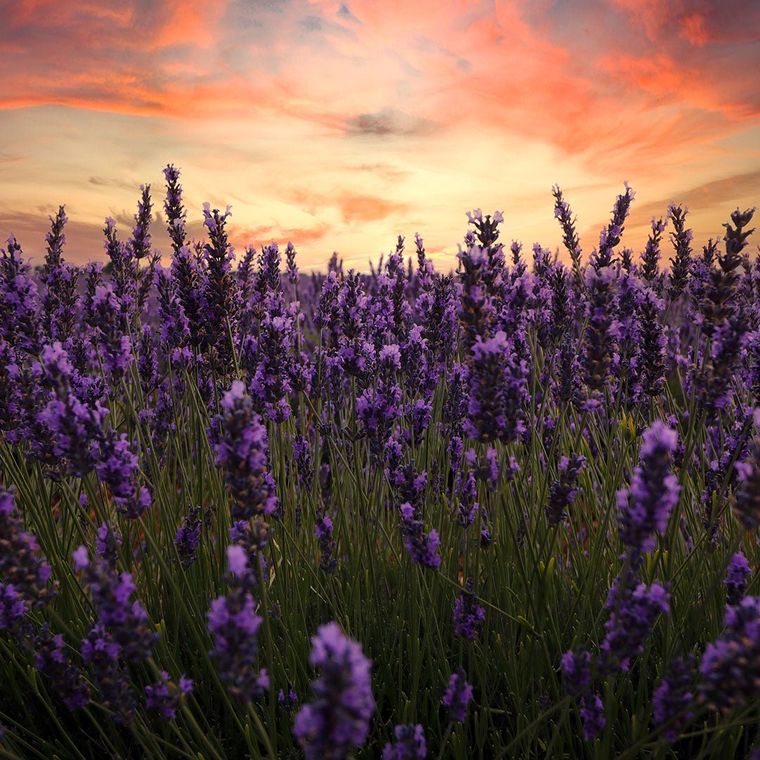 Organic Spike Lavender Essential Oil (Lavandula Latifolia Medikus) - Pure Aromatherapy Oil for Relaxation, Stress Relief & Sleep Aid