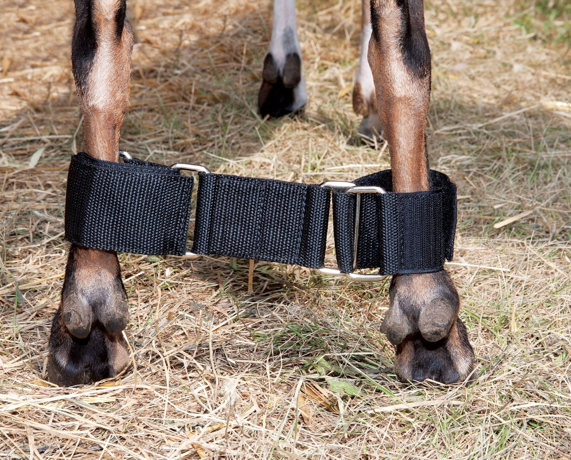 Adjustable Nylon Goat Hobble - Secure & Comfortable Restraint for Goats - Perfect for Grazing, Training & Veterinary Care