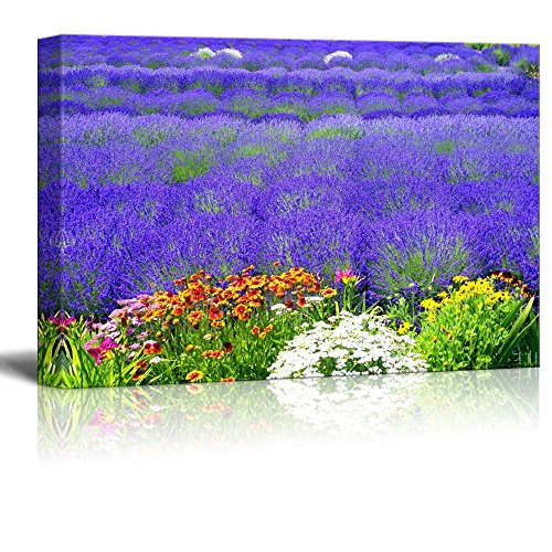 Lavender Field
