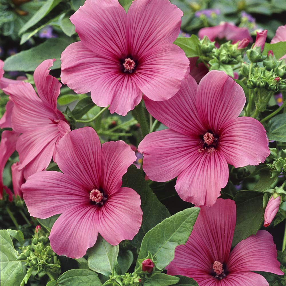 Outsidepride 2000 Seeds Annual Lavatera Rose Tanagra Rose Mallow Flower Seeds for Planting - Beautiful Garden Flowers for Landscaping, Borders & Cottage Gardens