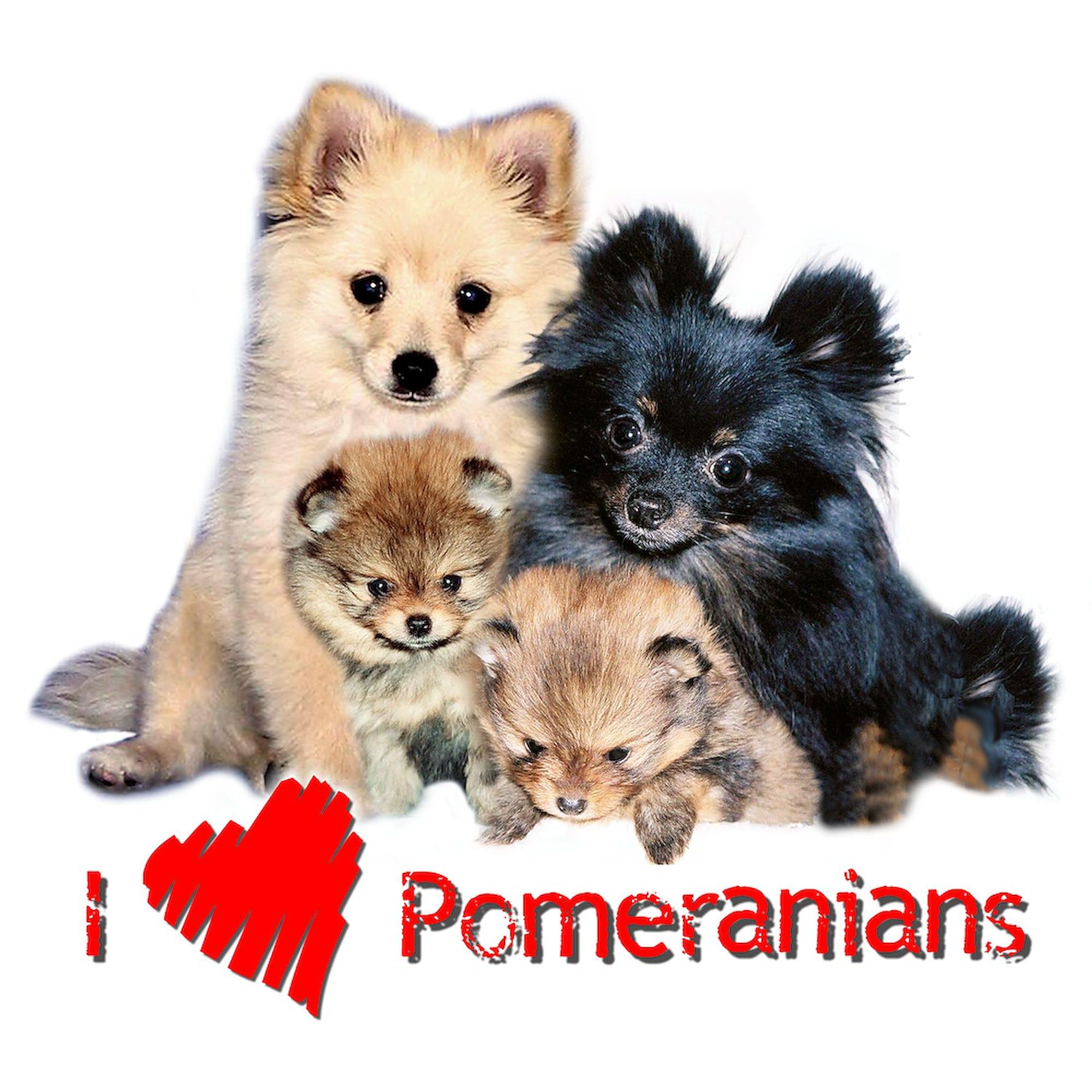 Pomeranian Sweatshirt for Women & Men - Classic Crew Neck Lightweight Pullover | Cute Dog Lover Gift, Casual Wear for Coffee Dates & Pet Owners