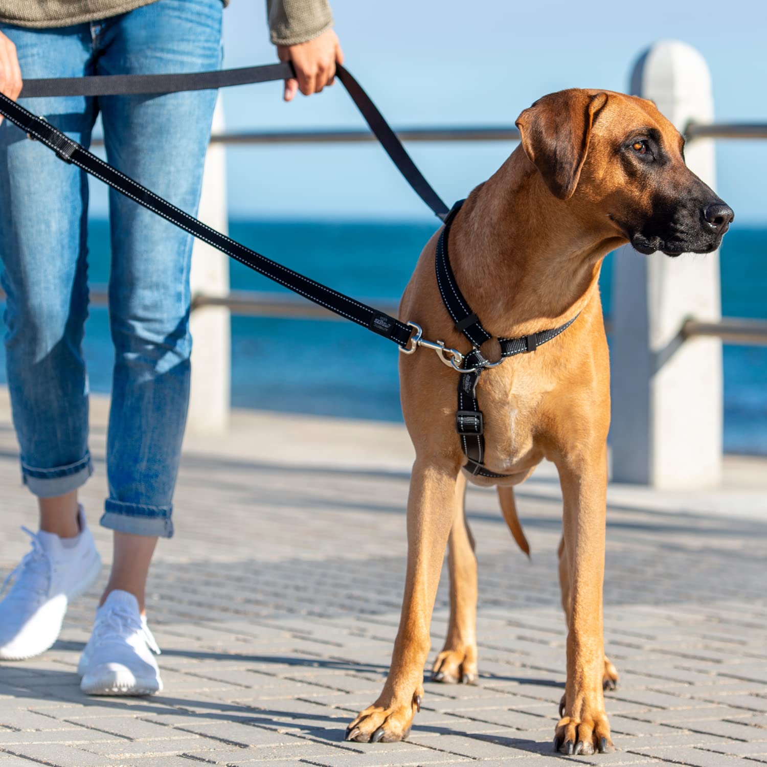 Multi-Function Dog Leash Control Medium - Red | Adjustable Hands-Free Pet Walking Lead for Running, Hiking & Training