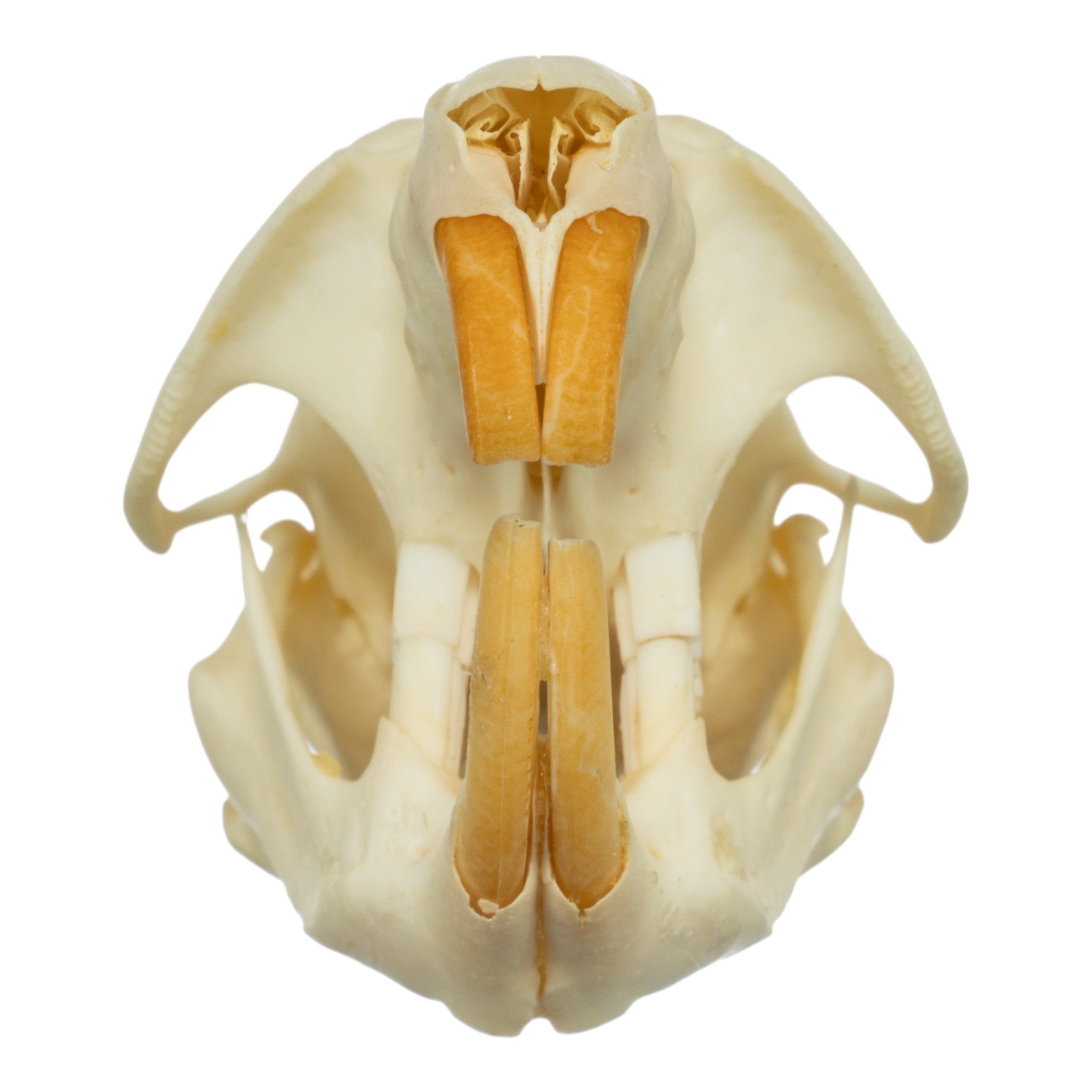 Authentic Muskrat Skull - Real Animal Skull Specimen for Taxidermy, Science Education & Oddity Collectors - Perfect for Halloween Decor, Gothic Display & Biology Studies