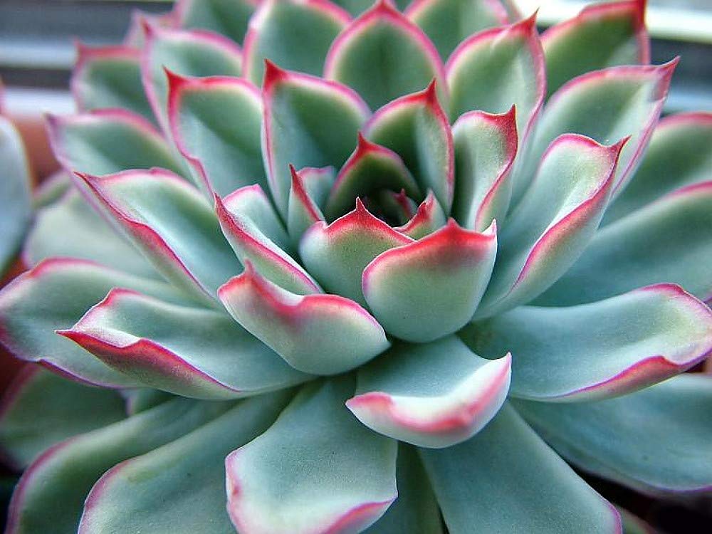 Echeveria Pulidonis - Red Tipped Desert Rose Succulent Plant in 2.5 Inch Pot | Perfect for Home Decor, Office Desk & Indoor Gardening