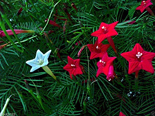 Cypress Vine Seeds - 20+ Seeds Mix (Red, Rose, White) - Ipomoea Pennata - Fast Growing Flowering Vine for Garden Trellis, Fence & Wall Decoration