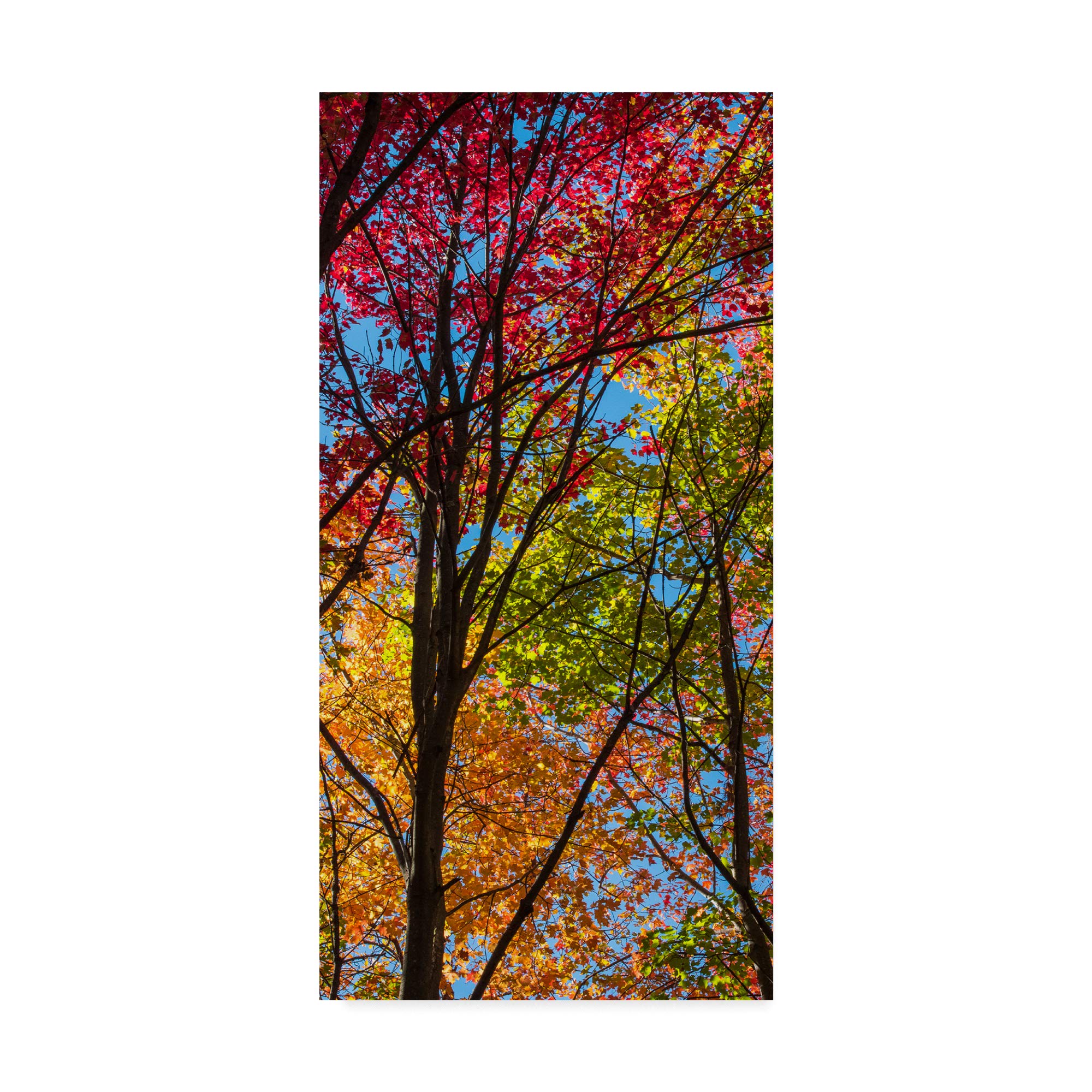 Color Blend Canvas Art by Brenda Petrella - Modern Abstract Wall Decor for Living Room, Bedroom & Office - High Quality Gallery Wrapped Print