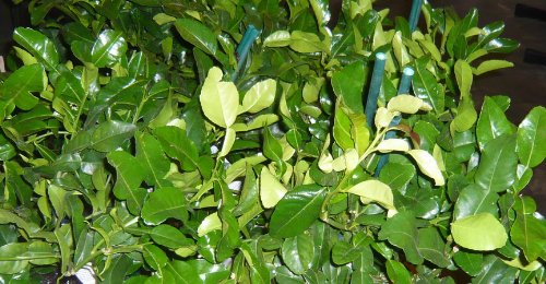 Grafted Semi-Dwarf Thai Kaffir Lime Tree (Makrut) - Fresh Citrus for Cooking, Cocktails & Asian Cuisine - Perfect for Home Gardens & Indoor Planting
