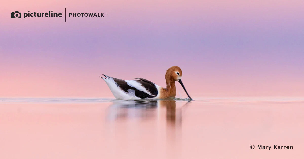 Farmington Bay Bird Photography Tour - Evening Session on April 27, 2024 | Nature Photography Experience for Bird Watching Enthusiasts
