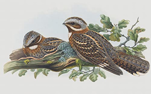 Red Necked Nightjar Bird Naturalist John Gould Counted Cross Stitch Pattern