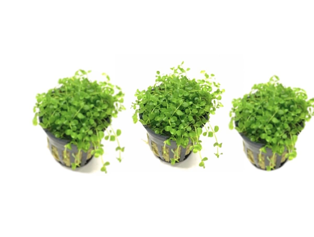 3X Micranthemum Monte Carlo Pots - Easy Live Aquarium Plants for Freshwater Fish Tanks, Aquascaping & Low-Tech Planted Aquariums