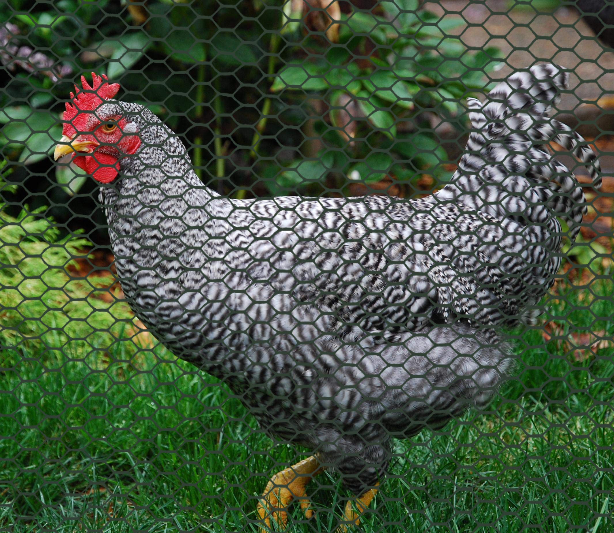 Boen Plastic Hex Chicken Wire Mesh Fence Roll - 4' x 75' Green Poultry Netting for Temporary/Semi-Permanent Enclosures | Deer Fencing, Construction Barrier | Ideal for Garden Protection, Animal Control & Construction Sites