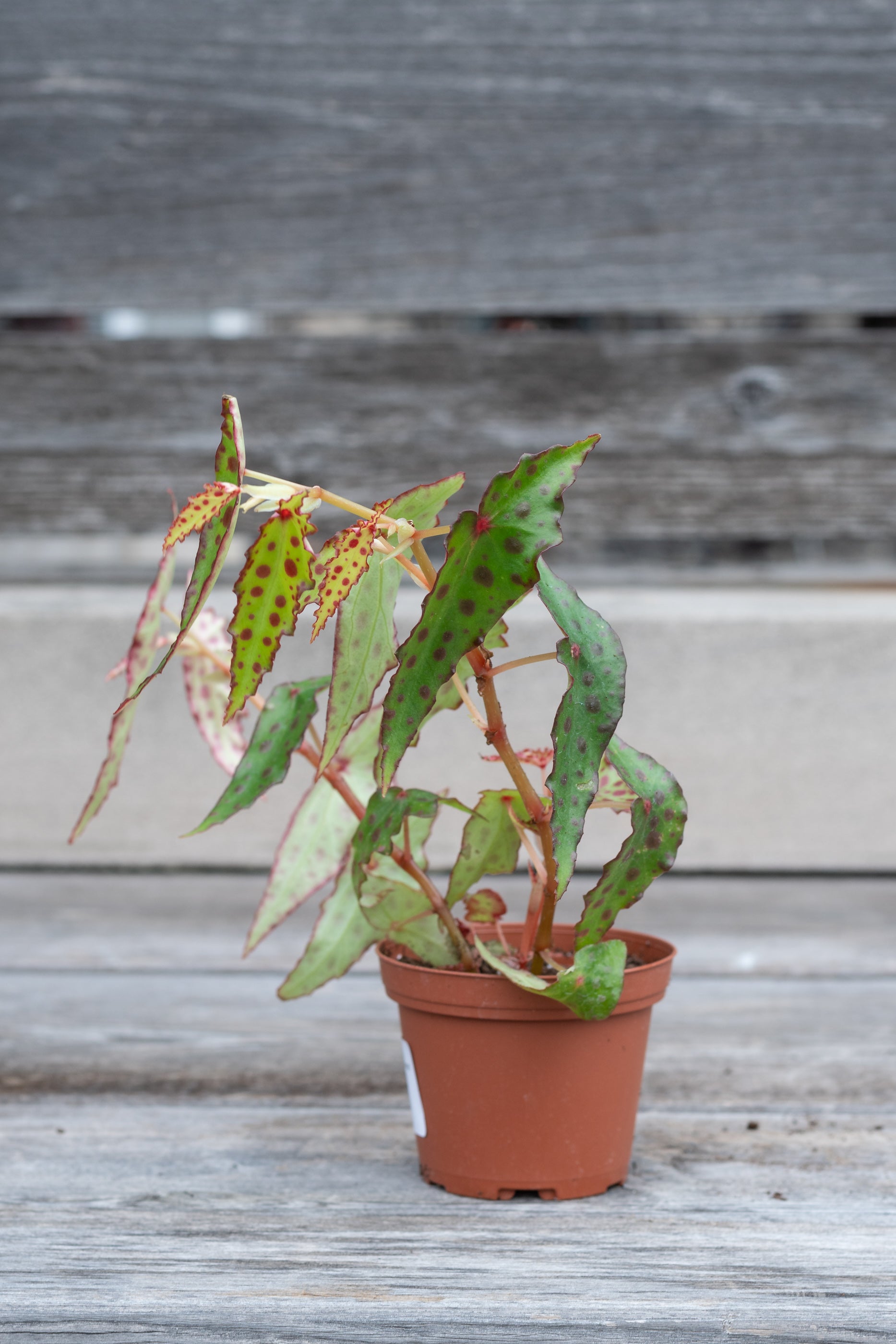 Begonia Amphioxus - Rare Tropical Houseplant for Indoor Gardens | Perfect for Terrariums, Offices & Home Decor