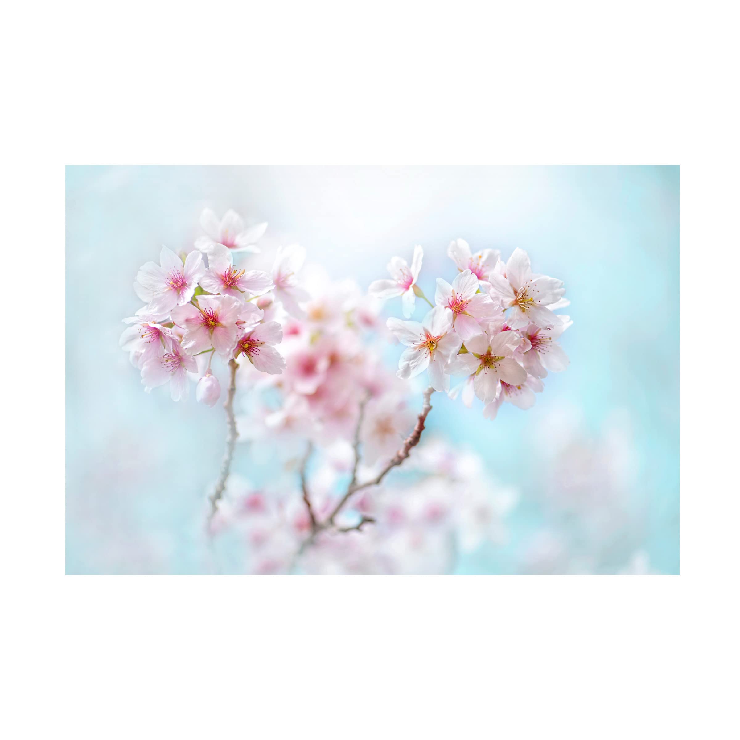 Jacky Parker 'Yoshino' Canvas Wall Art Print - Japanese Cherry Blossom Landscape Painting - Home & Office Decor, Living Room Bedroom Wall Decor