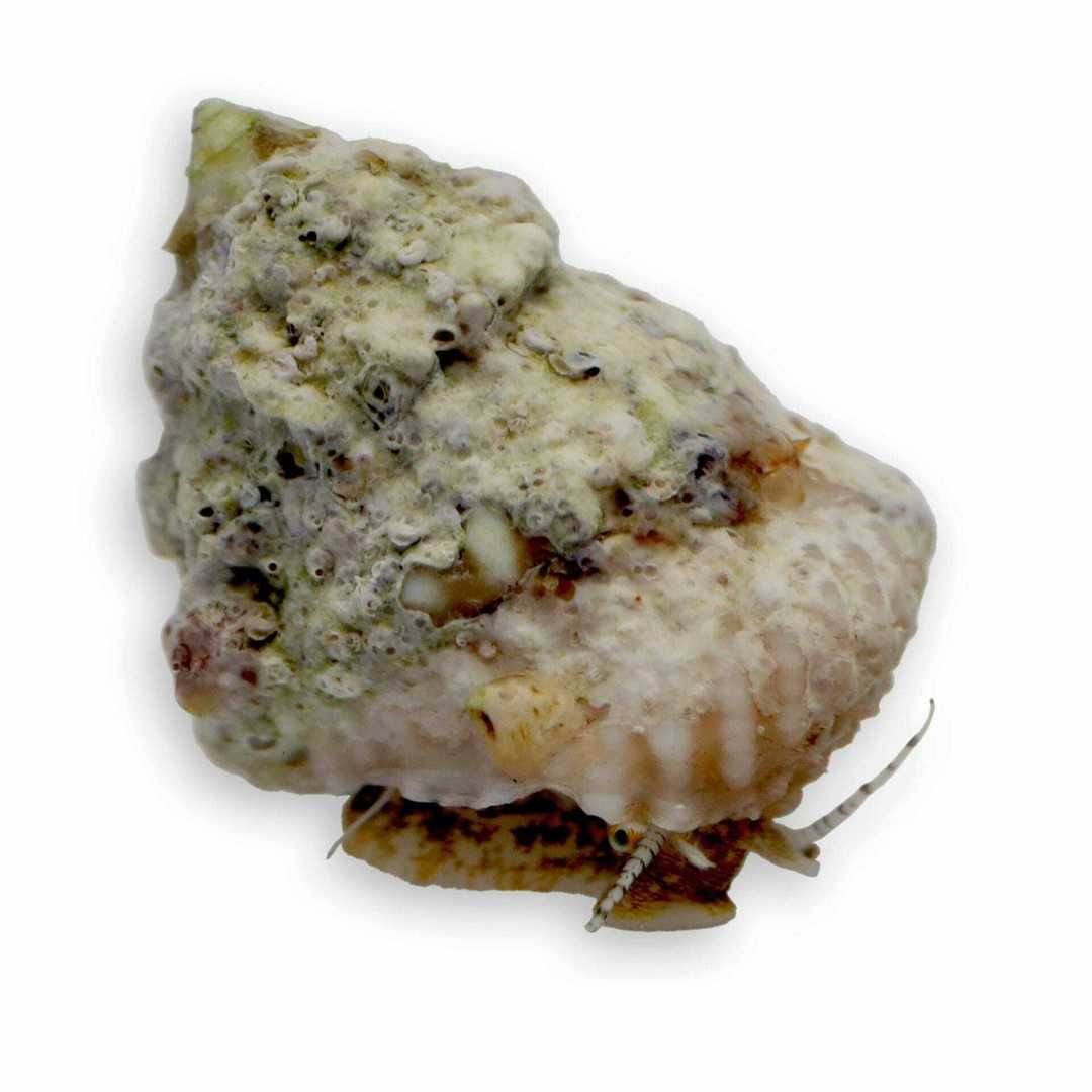 Premium Astrea Snails for Saltwater Aquariums - Natural Algae Eaters, Reef Safe, Easy Care - Perfect for Coral Tanks & Nano Reefs