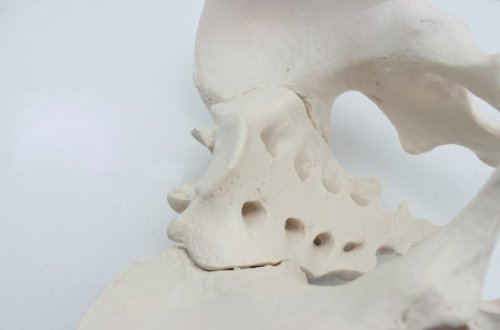 1:1 Life-Size Adult Male Pelvis Joint Anatomical Model - Detailed Simulation for Medical Education, Physical Therapy Training & Anatomy Study - Perfect for Classrooms, Labs & Healthcare Professionals