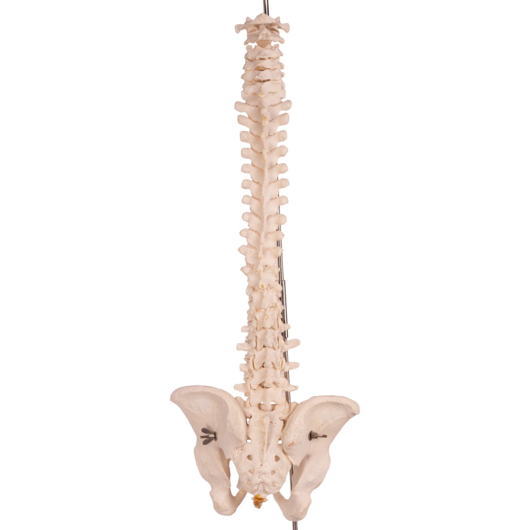 Authentic Human Spine, Sacrum & Pelvis - Medical Anatomy Model for Students, Doctors & Researchers | Perfect for Medical Education, Study & Display