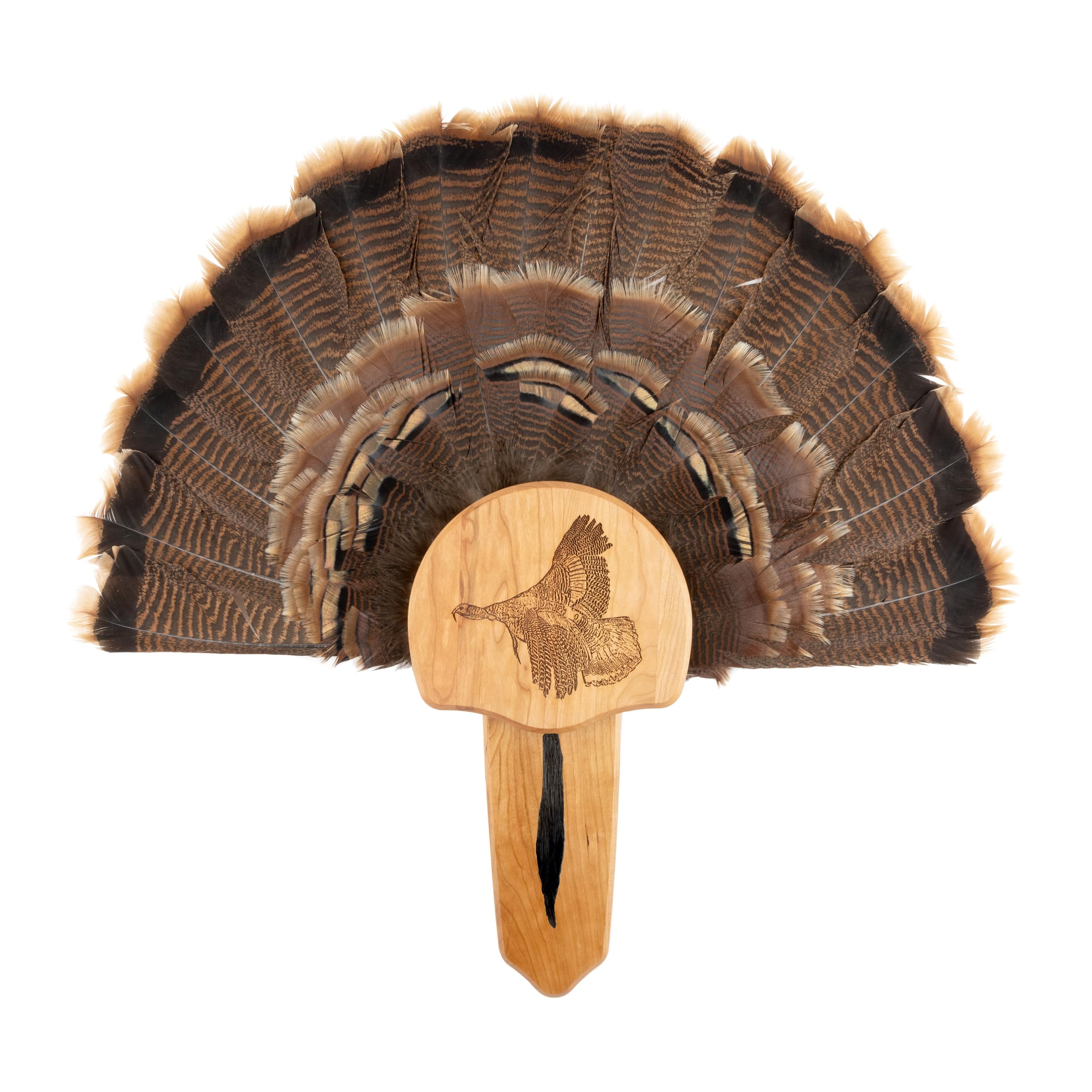 Turkey Fan Mount with Display Kit - Premium Taxidermy Display for Hunting Trophies & Home Decor | Perfect for Hunting Lodges, Cabin Decor & Outdoor Enthusiasts