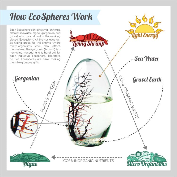 Self-Sustaining Glass Shrimp Ecosphere - Oval Shrimp Habitat Kit with Live Plants & Micro Ecosystem - Perfect for Home Office Decor, Science Education & Stress Relief Gifts