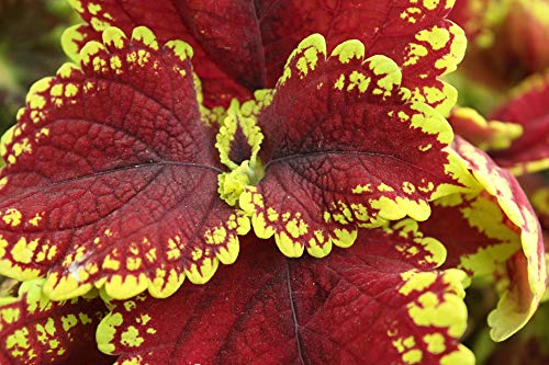 20x30 Inch Nature Red Variegated Leaves Forest Laminated Poster - Vibrant Colors & High-Quality Print - Perfect for Home Decor, Office Wall Art & Gift Giving