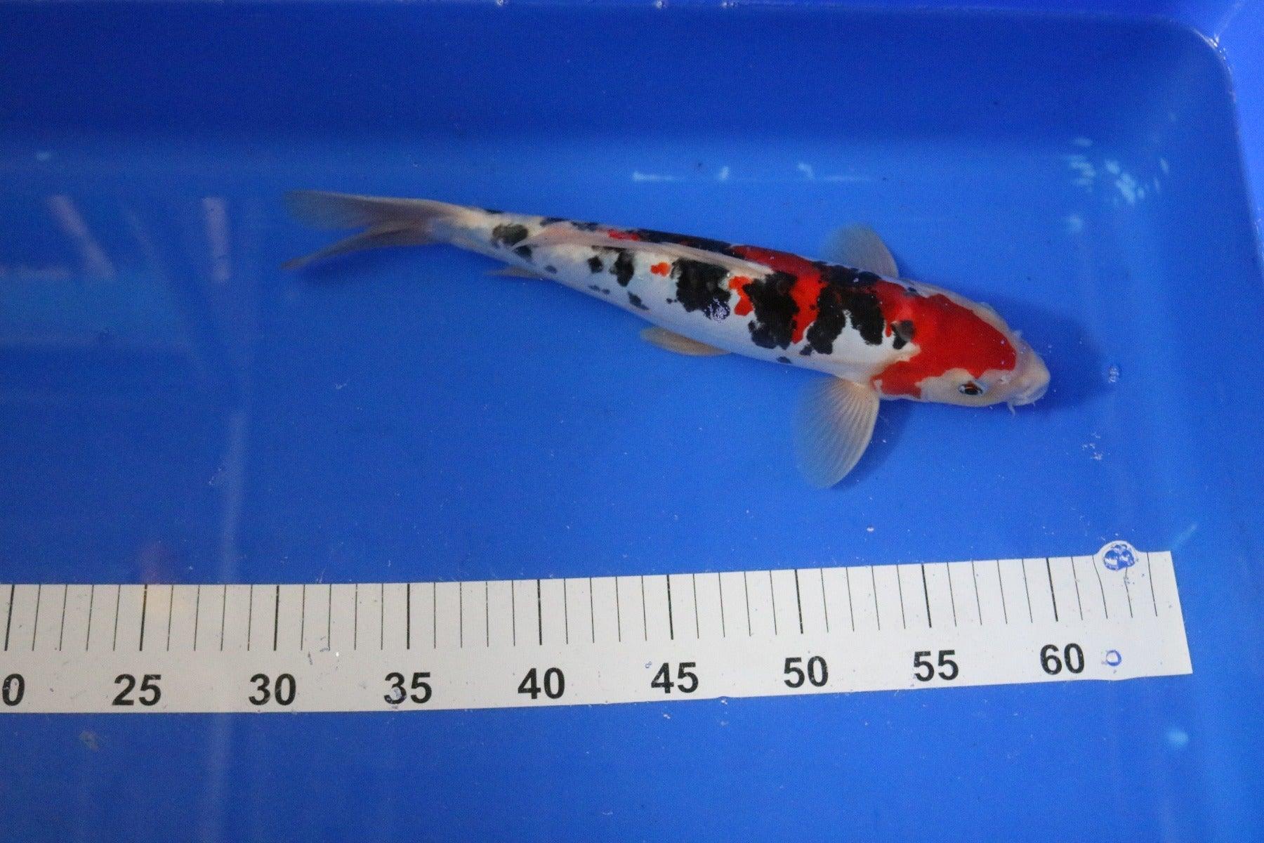 Koi Fish Wall Art - Handmade Japanese Koi Painting Option 53 - Perfect for Home Decor, Office, or Zen Garden