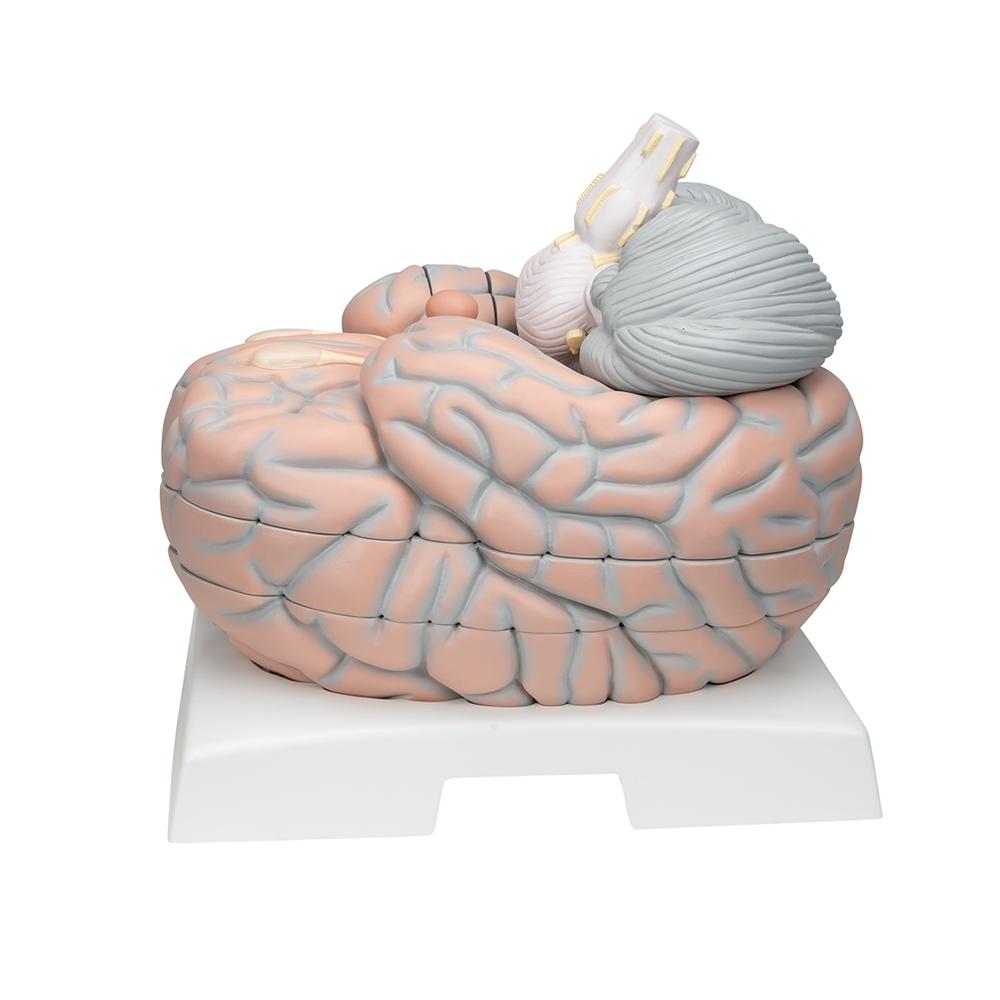 Giant Brain Model - 2.5X Full Size with 14 Detachable Parts | Anatomy Learning Tool for Medical Students & Science Enthusiasts | Perfect for Classroom, Lab & Home Study