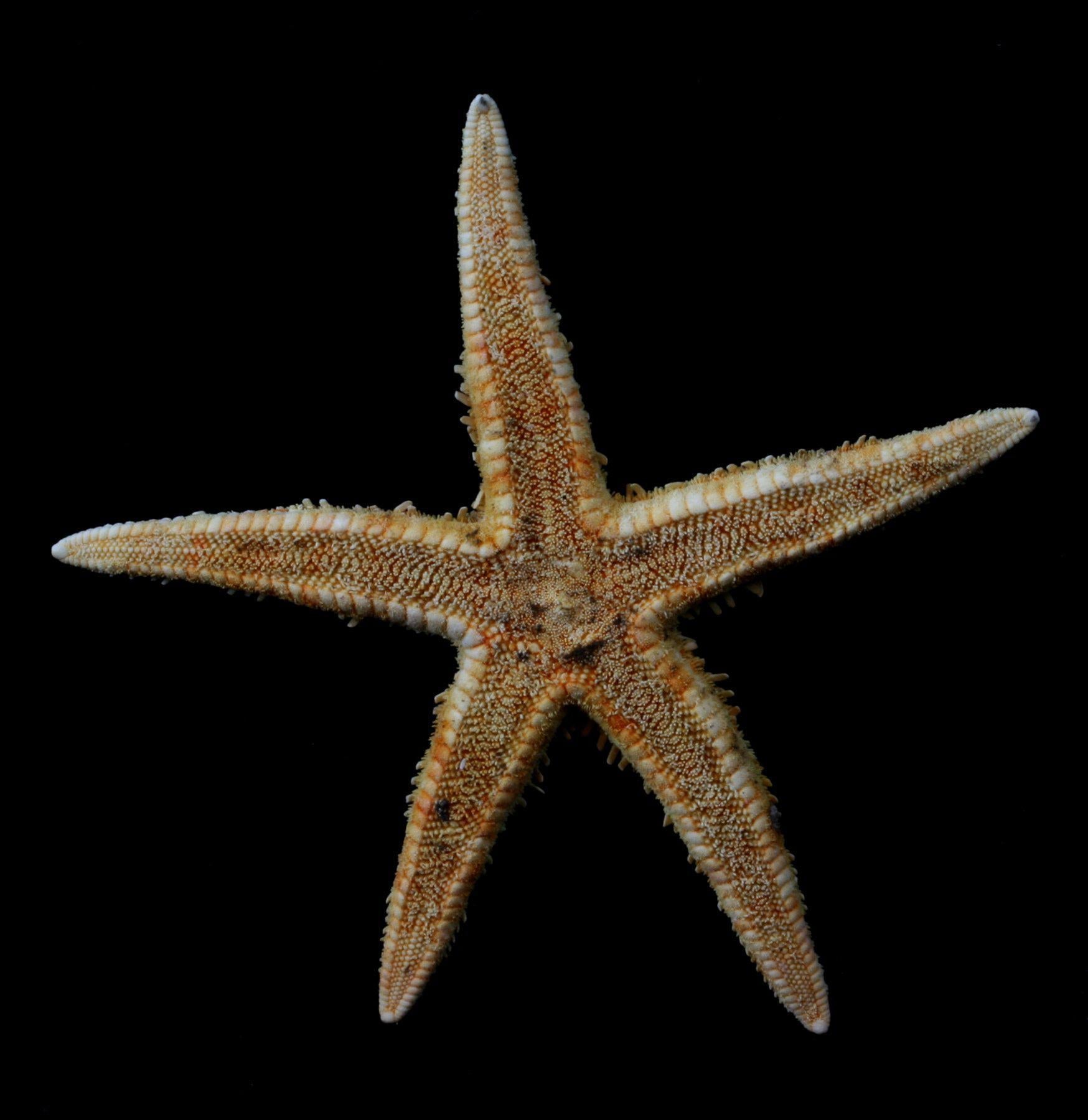 Spiny Starfish - Real Dried Sea Star for Beach Decor, Ocean Themed Crafts & Marine Biology Education | Perfect for Coastal Home Decor, Aquarium Displays & DIY Projects