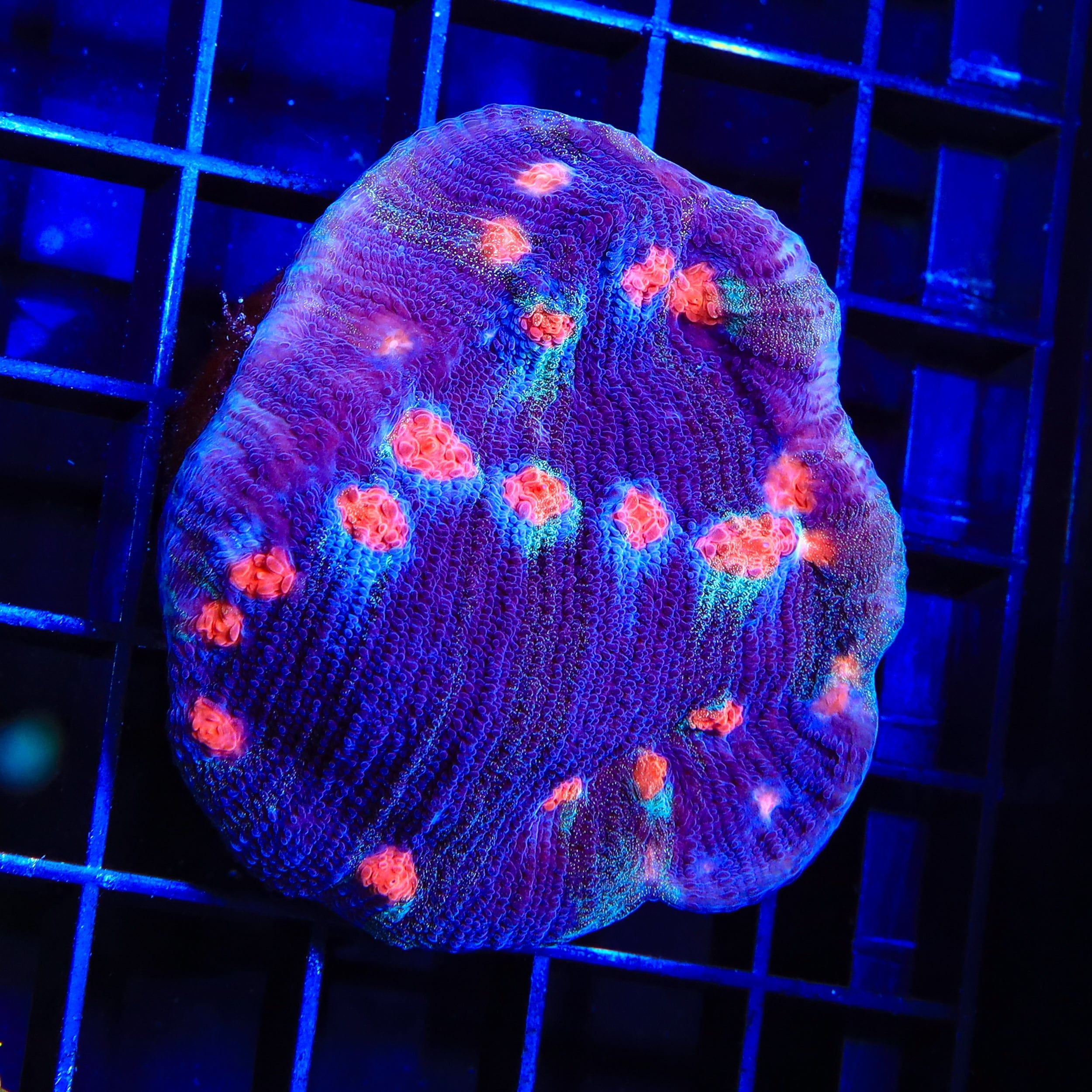 ACI Mike the Mycedium Chalice Colony Coral - Premium Live Coral for Saltwater Aquariums | Perfect for Reef Tanks & Marine Displays