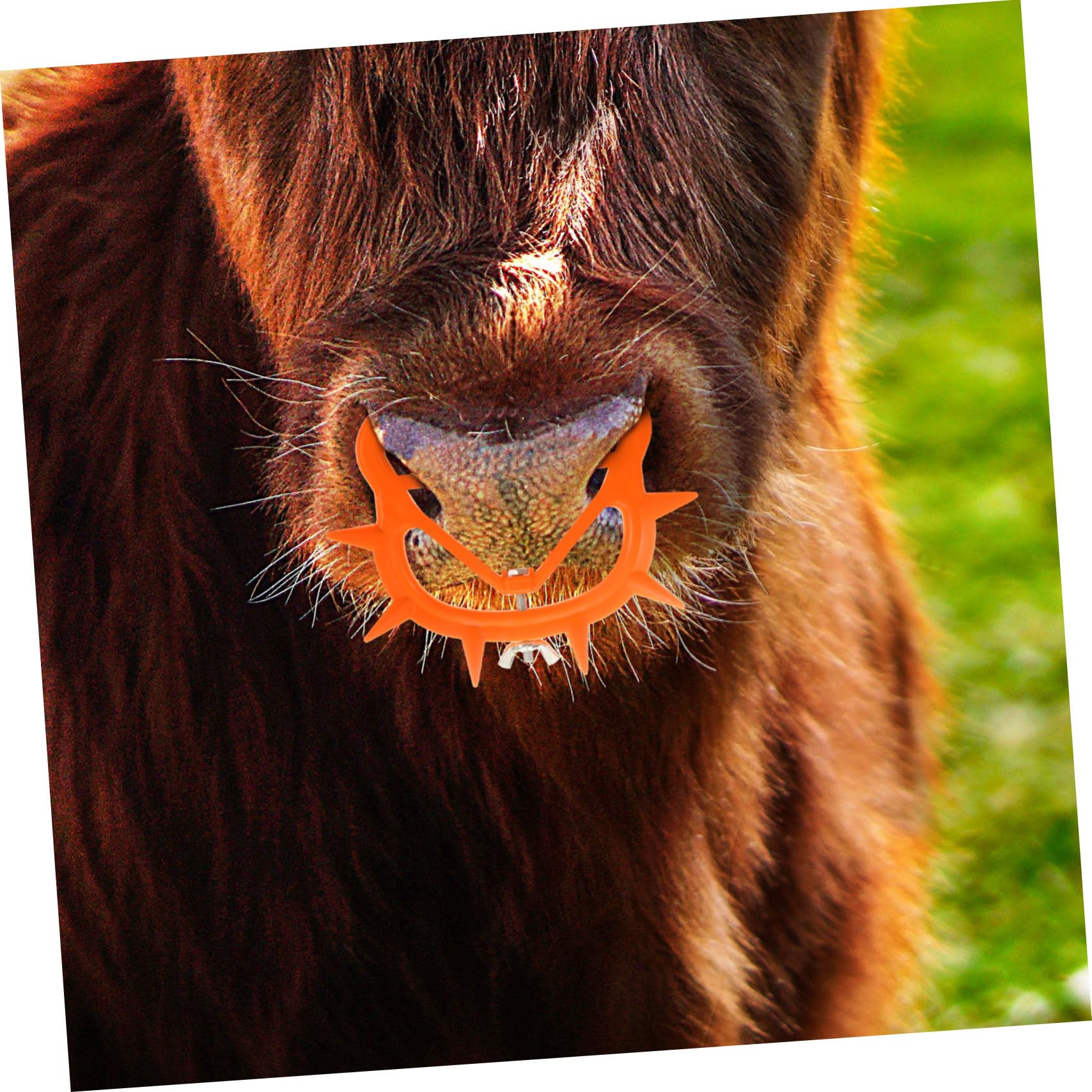 SEWOART 4-Pack Calf Nose Clips - Stress-Free Livestock Weaning Tool for Calves | Comfortable & Humane Cow Weaning Aid | Perfect for Dairy Farms & Cattle Ranches