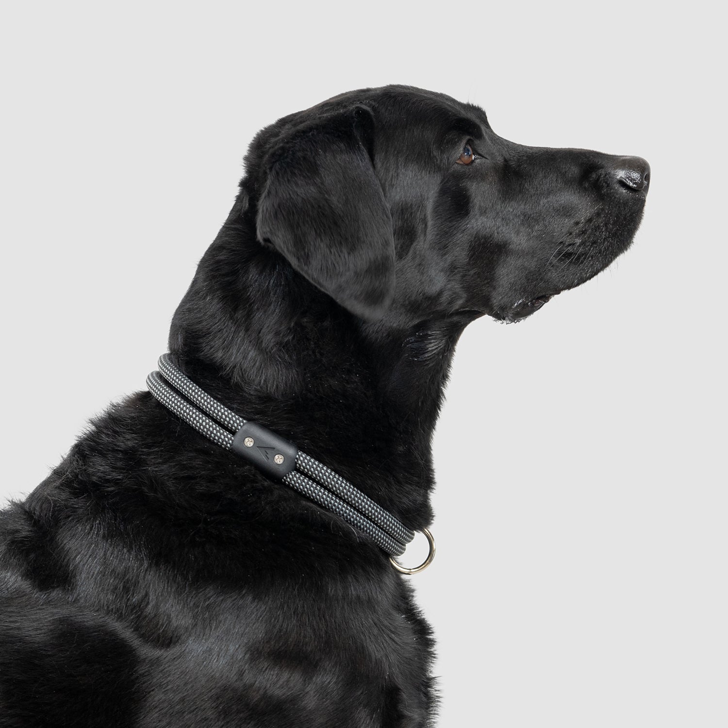 Lifetime Dog Collar - Durable Nylon Pet Collar with Quick-Release Buckle for Small Medium Large Dogs - Perfect for Daily Walks, Training & Outdoor Adventures