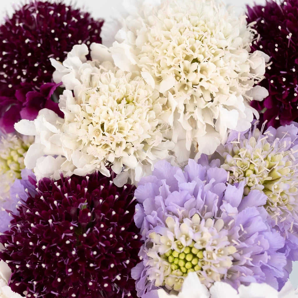 Premium Assorted Farm Mix Scabiosa Flower Seeds - Beautiful Cut Flowers for Bouquets, Wedding Arrangements & Garden Decor