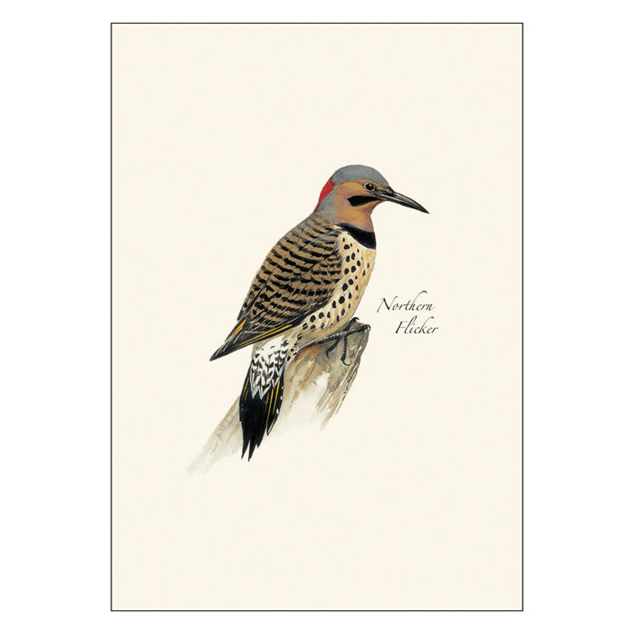 Peterson Woodpecker Notecard Assortment - 24-Pack Blank Notecards with Envelopes for Thank You Cards, Greeting Cards & Handwritten Letters - Perfect for Bird Lovers & Nature Themed Stationery