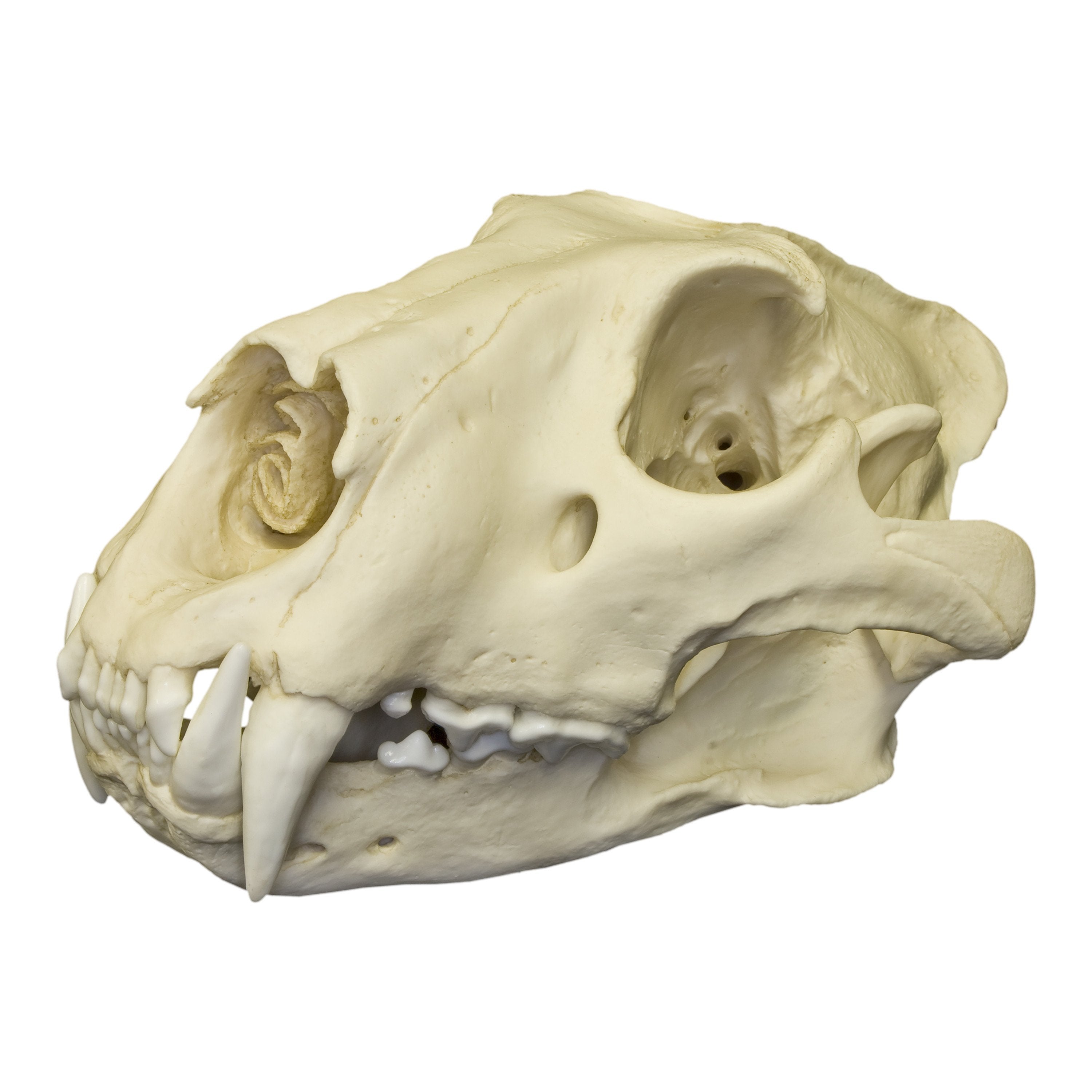 Realistic African Lion Skull Replica - High-Quality Decorative Skull for Home Decor, Halloween Props, and Educational Displays