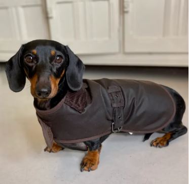 Premium Wax Dog Coat for Dachshunds - Waterproof & Windproof Outdoor Jacket - Perfect for Hiking, Camping & Cold Weather Adventures
