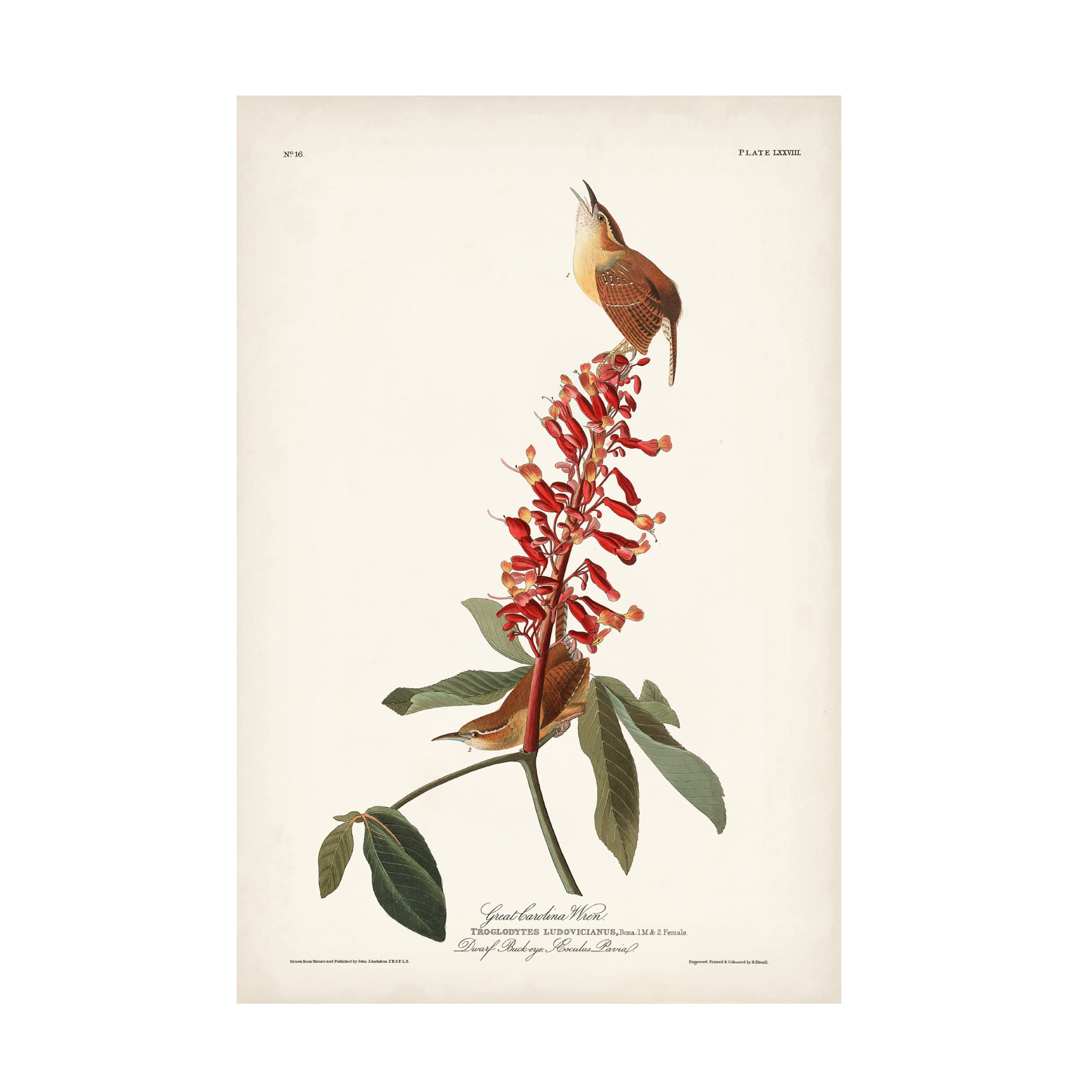 John James Audubon 'Great Carolina Wren' Canvas Art Print - 16x24 Inch Nature Bird Wall Decor - Perfect for Living Room, Bedroom & Office Decor