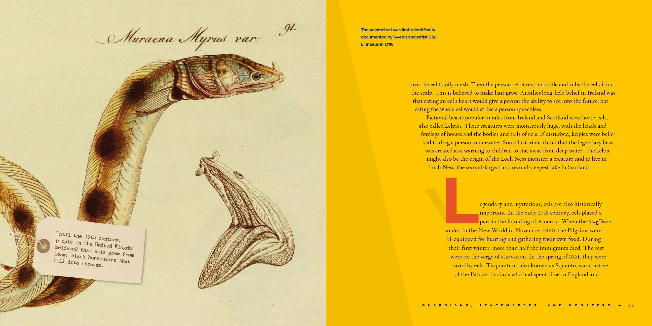 Freshwater Eels Book - 9781640267787 - Learn About Eel Species, Habitats & Conservation | Perfect for Marine Biology Students & Nature Enthusiasts