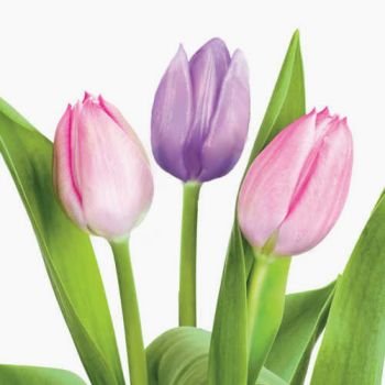 Premium Tulips Beverage Napkins - 18 Pack Floral Design Cocktail Napkins for Parties, Weddings, and Spring Celebrations