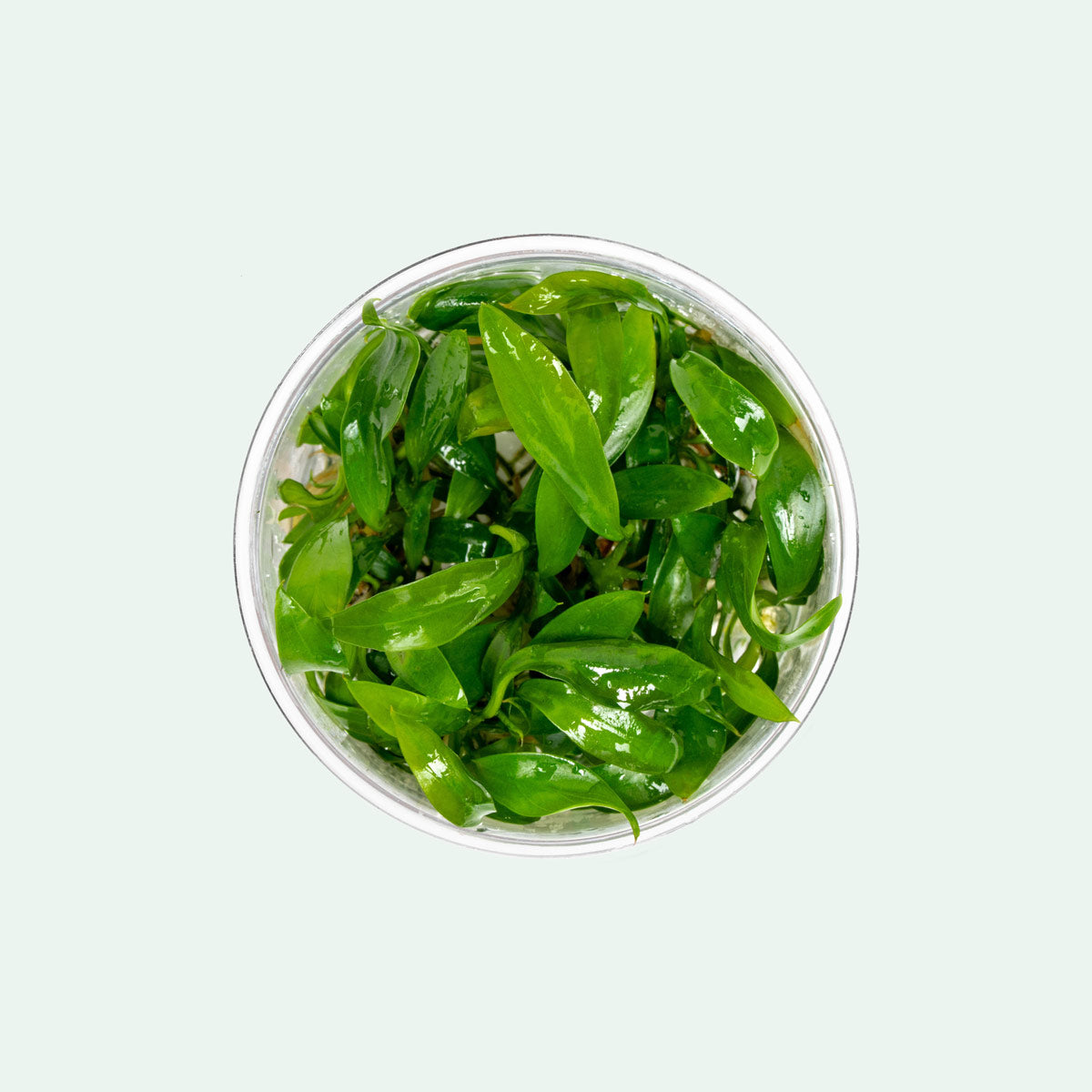 Anubias Congensis Live Aquarium Plant - Low Light Freshwater Aquatic Plant for Fish Tanks, Aquascaping & Shrimp Tanks (Perfect for Beginners & Nano Tanks)
