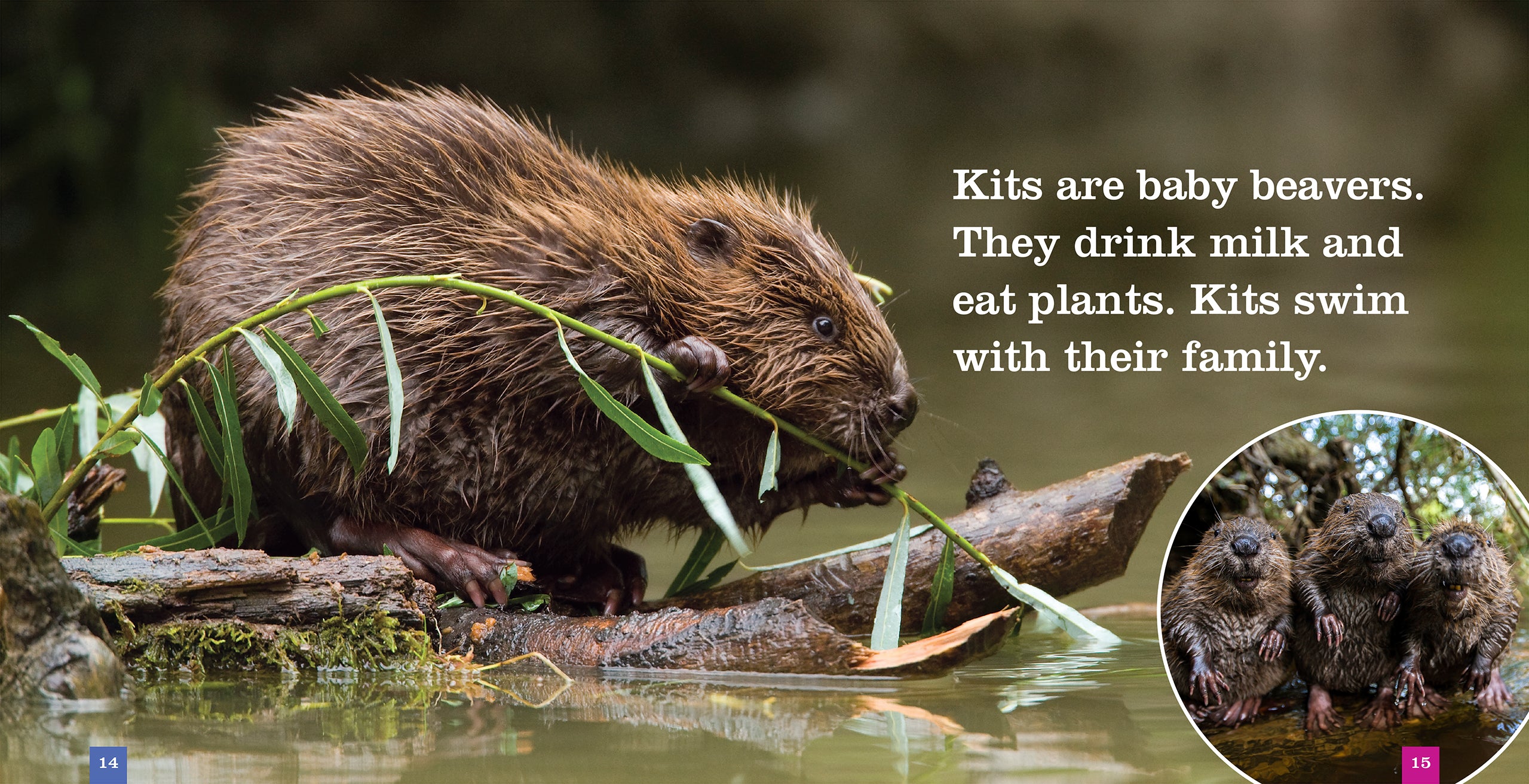 Beavers: 9781608188659 - Nature Books for Kids, Wildlife Education & Animal Lovers - Perfect for Classroom Learning & Homeschooling