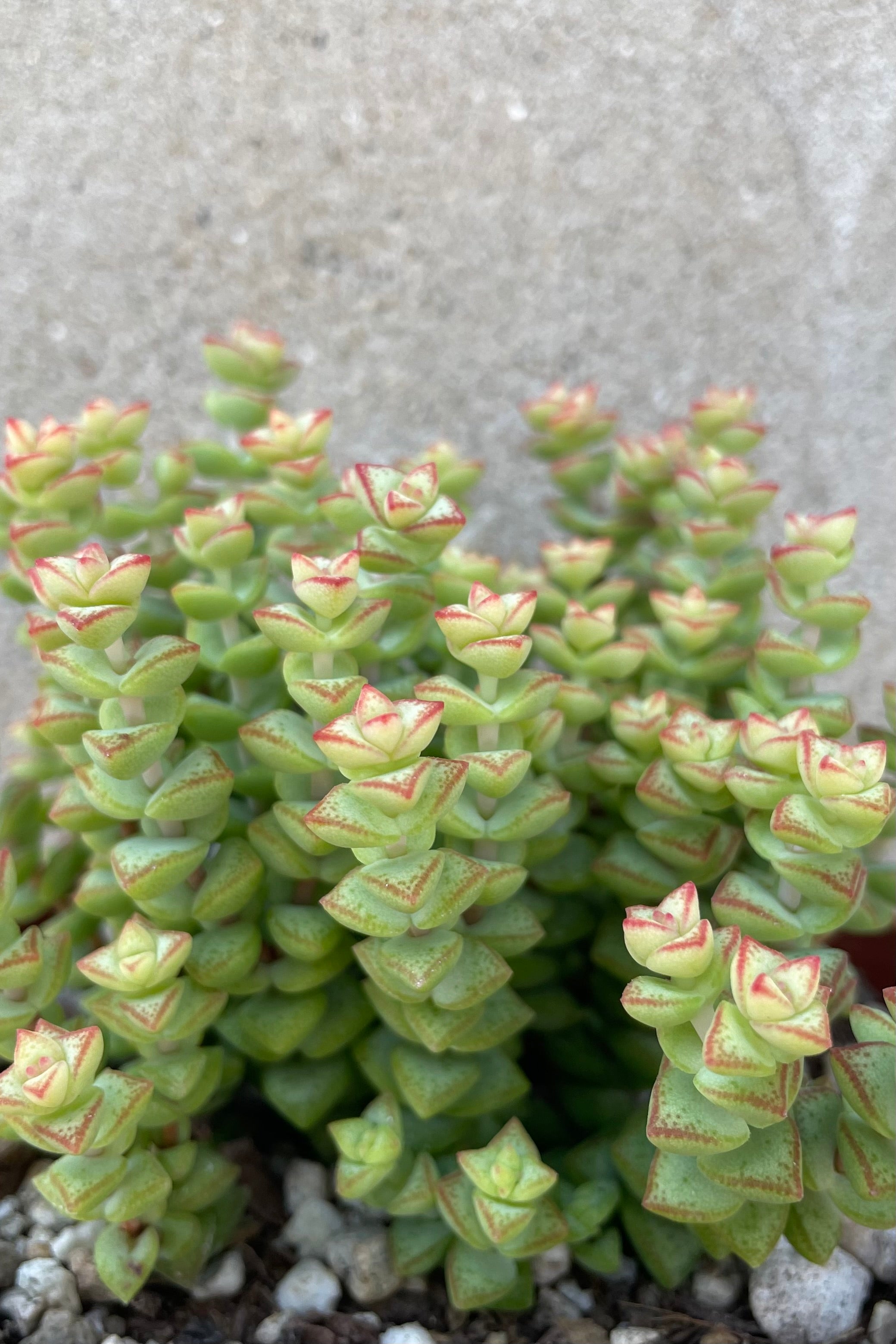 Tom Thumb Crassula Rupestris SSP. Commutata - 4 Inch Succulent Plant for Home Decor, Office Desk, or Garden Arrangement