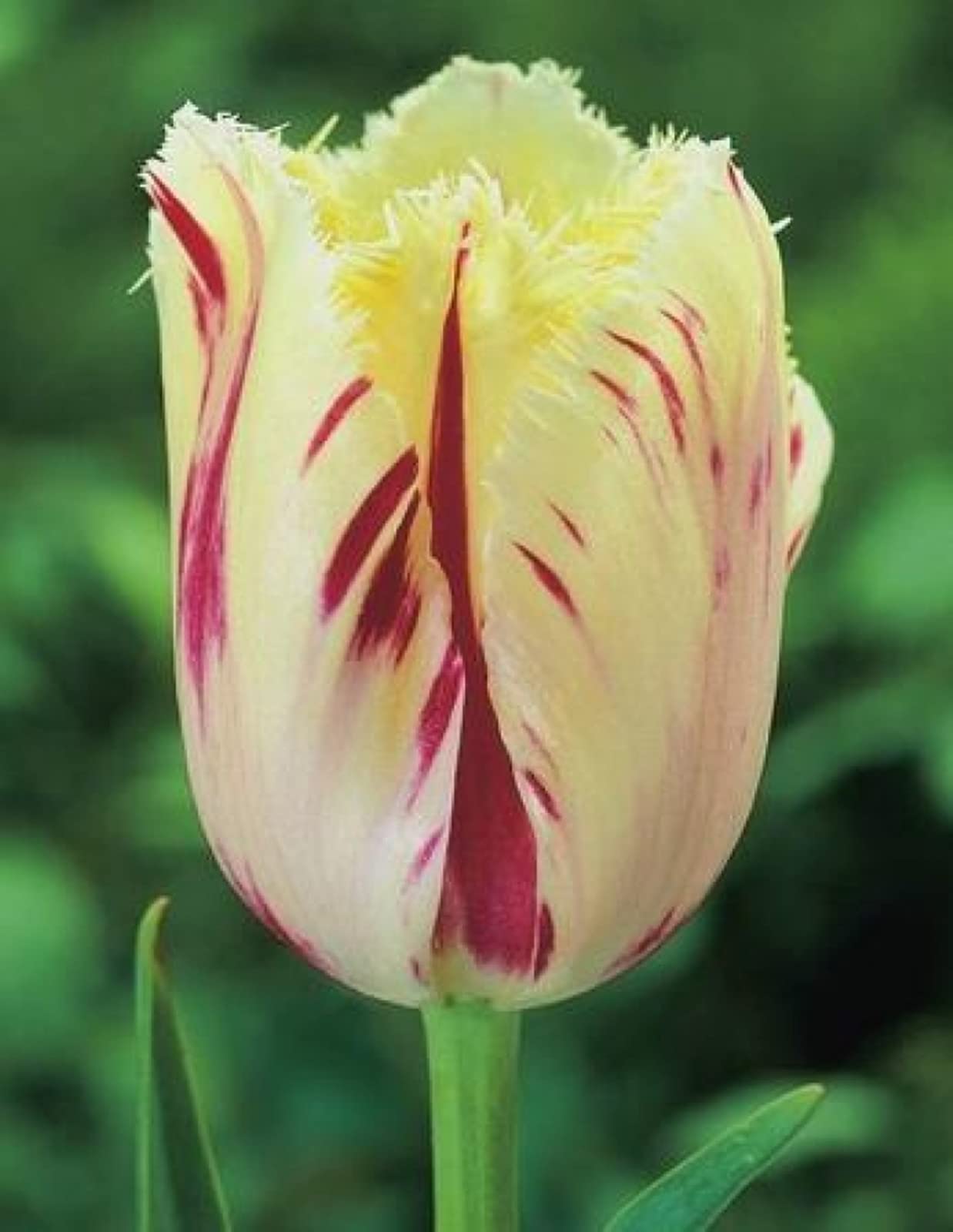 7Pcs Artificial Double Tulips Flowers for Home Decor, Birthday Gifts, Wedding Centerpieces - Realistic Fake Plants for Indoor and Outdoor Use