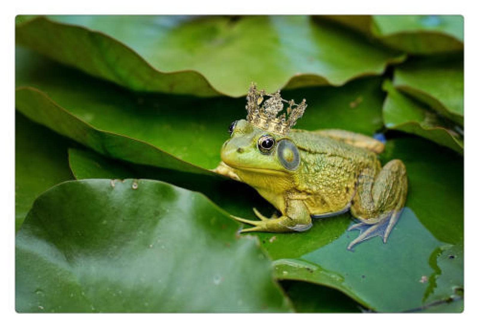 1000 Piece Jigsaw Puzzle for Adults - Crowned Frog Wooden Puzzle, Home Decor Art Painting | Challenging Brain Teaser & Stress Relief Activity | Perfect for Family Game Night, Office Break, or Wall Art Display