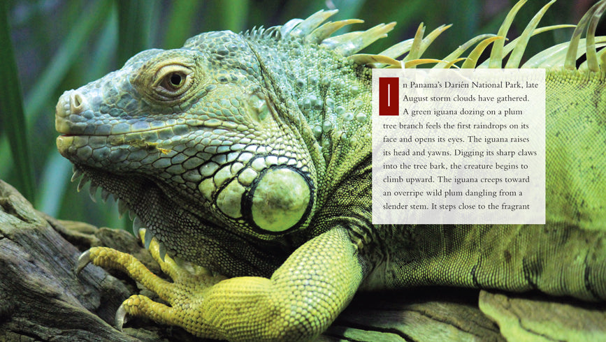 Iguanas Book - ISBN 9781608185672 - Reptile Care Guide for Pet Owners & Enthusiasts - Perfect for Home Libraries & Educational Use