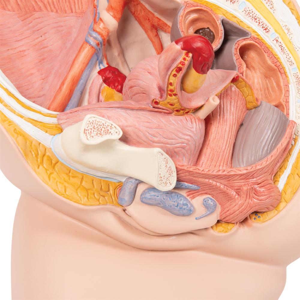 2-Part Female Pelvis Model - Anatomical Study Tool for Medical Students & Healthcare Professionals - Perfect for Classroom, Lab & Patient Education