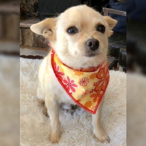 Sunshine Flowers Pet Bandana for Dogs & Cats - Cute Floral Pattern Dog Bandana & Cat Scarf for Special Occasions, Photo Shoots & Daily Wear