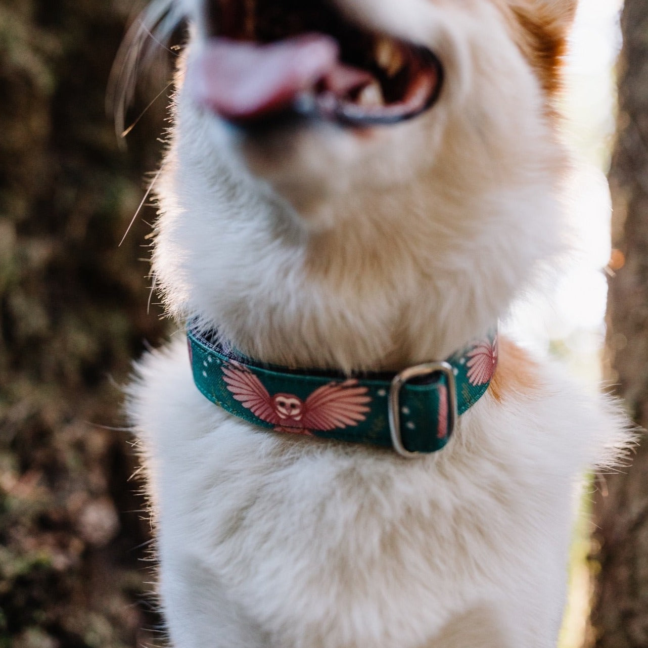 Emerald Owl Dog Collar - Adjustable Pet Collar with Safety Buckle for Small Medium Dogs - Perfect for Daily Walks, Training & Outdoor Adventures