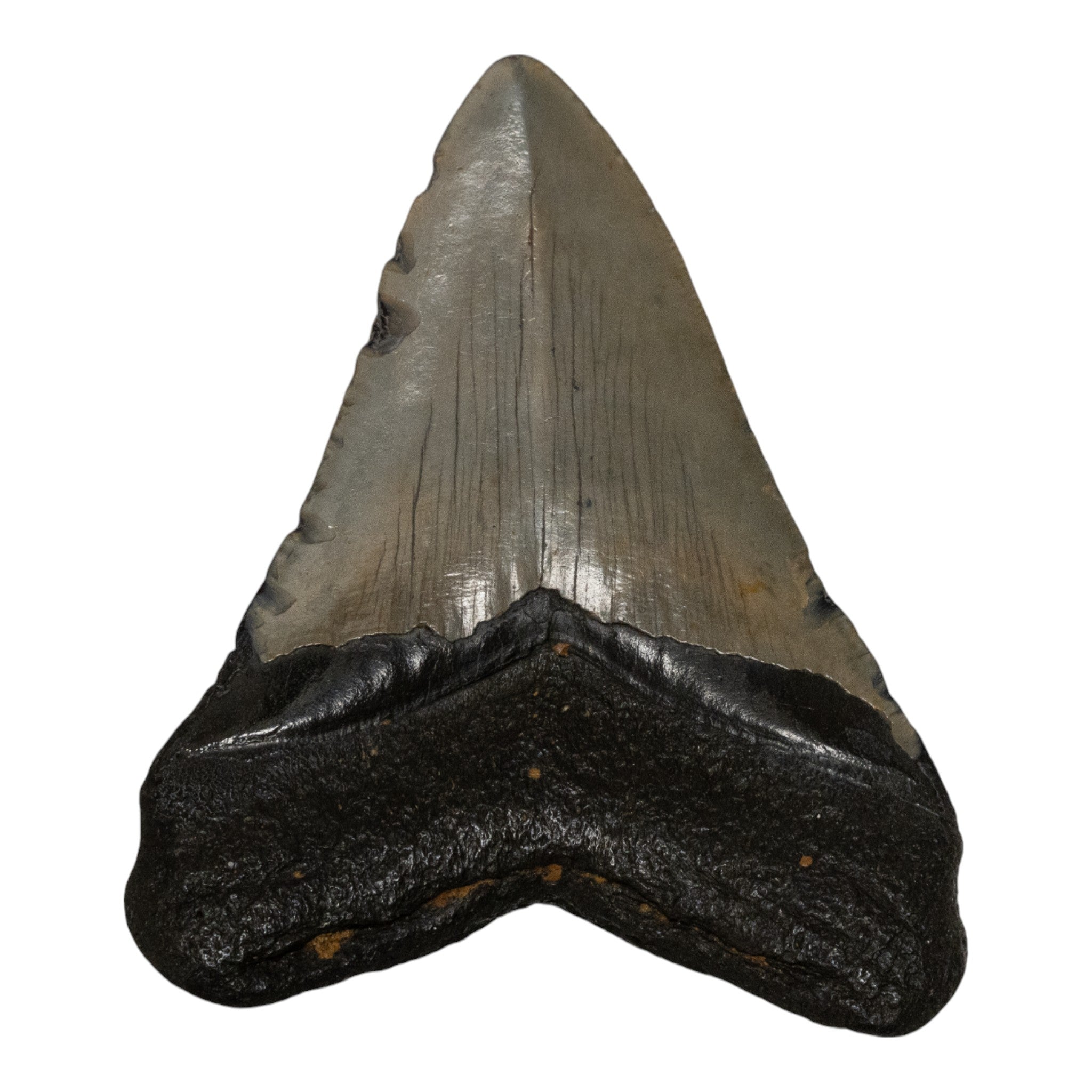 Genuine Megalodon Shark Tooth Fossil - Authentic Collector's Specimen for Paleontology Enthusiasts & Home Decor | Perfect for Display Cases, Gifts, and Educational Use