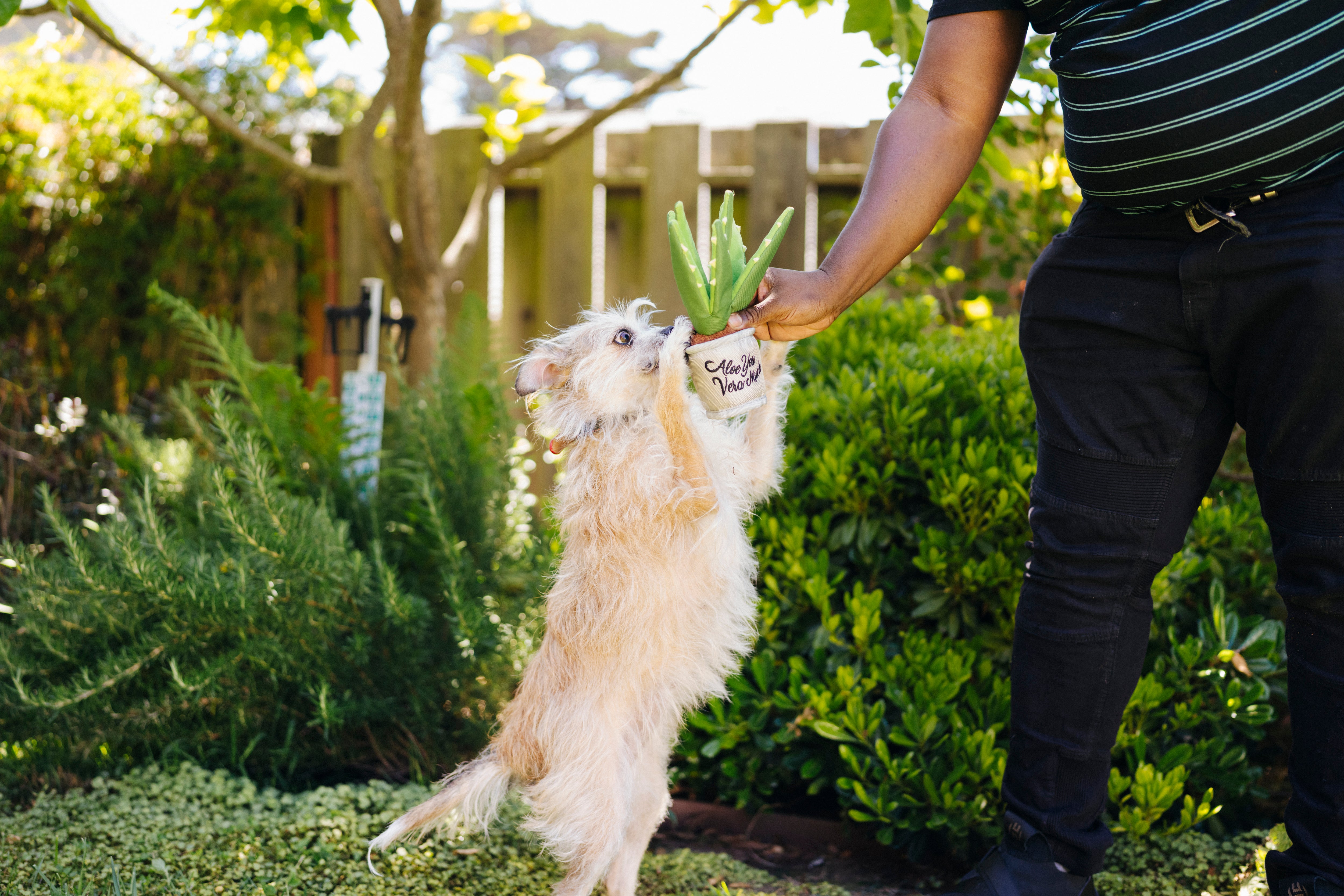 La Planta Aloe ve You Dog Plush Toy - Blooming Buddies™ Chew-Resistant Squeaky Stuffed Animal for Puppies & Dogs | Pet P.L.A.Y. | Perfect for Indoor Play, Training Rewards & Anxiety Relief