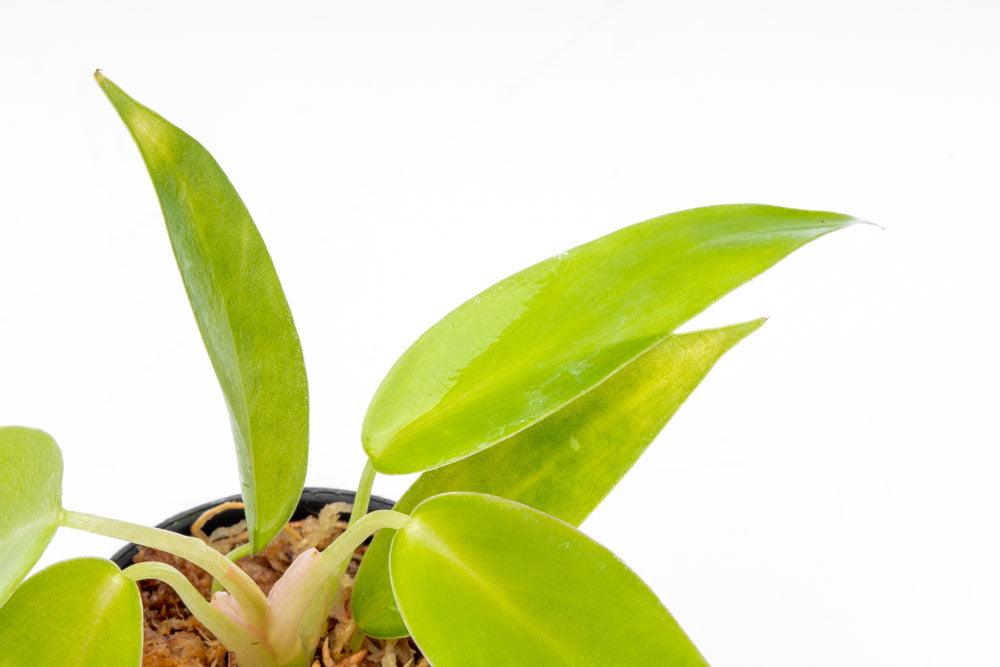 Philodendron 69686 Bare Root Plant - Live Tropical Houseplant for Home & Office Decor - Perfect for Indoor Gardening, Terrariums, and Plant Enthusiasts