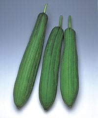 20 Edible Short Smooth Luffa Seeds - Organic Sponge Gourd for Cooking & Bathing | Perfect for Home Garden, Asian Cuisine, and Natural Skin Exfoliation