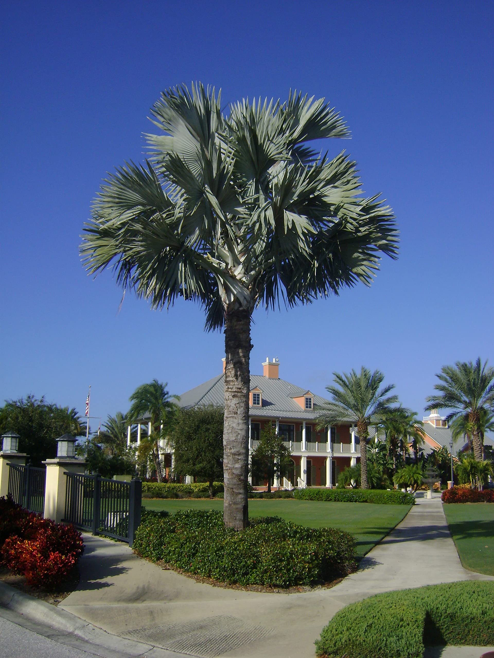 Silver Bismarck Palm Trees - 5 Live Plants in 1 Gallon Pots - Bismarckia Nobilis - Rare Florida Ornamental Palms for Landscaping & Tropical Gardens